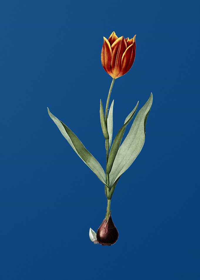 Tulip on Classic Blue