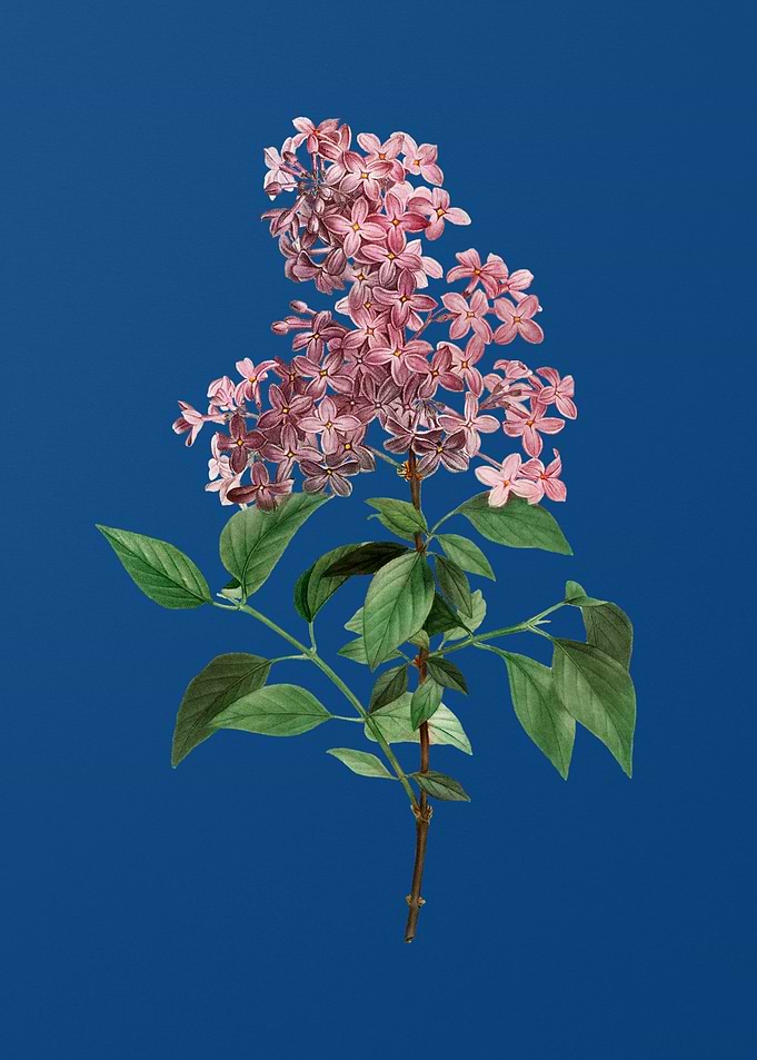 Chinese Lilac on Blue