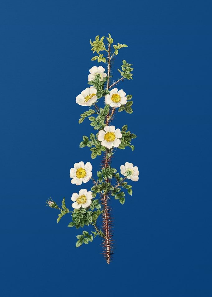 Scotch Rose Bloom