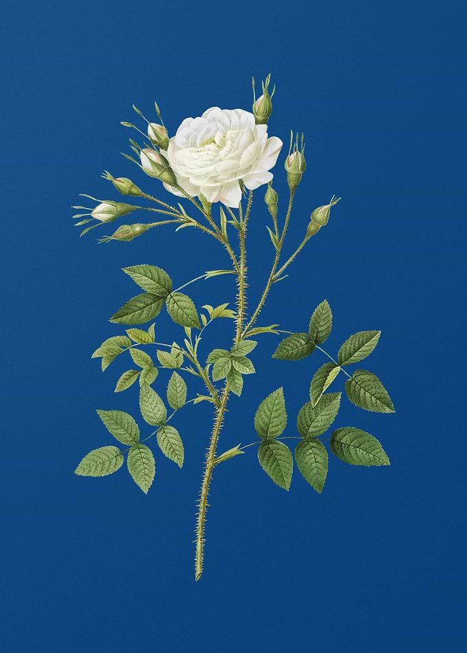 White Rose of Rosenberg