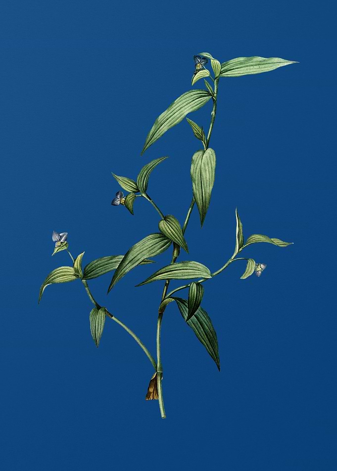 Tagblume