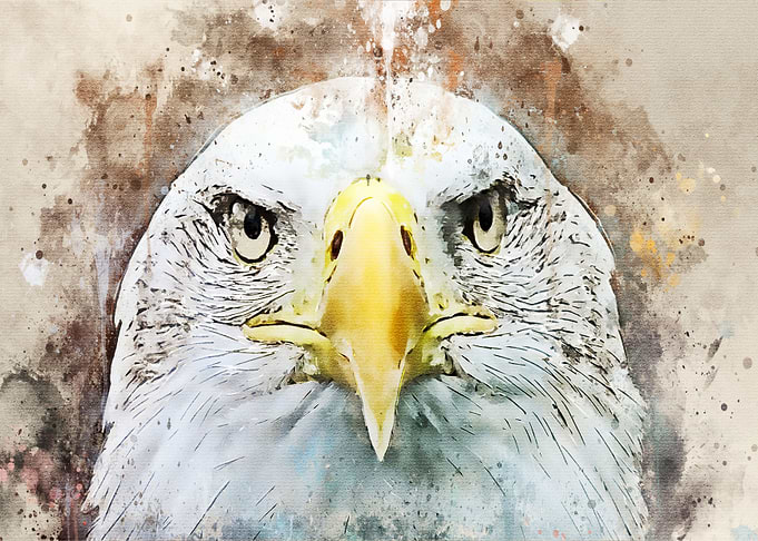 eagle falcon hawk
