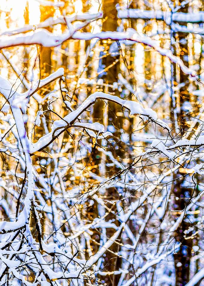 Forest Snow Winter Sunset