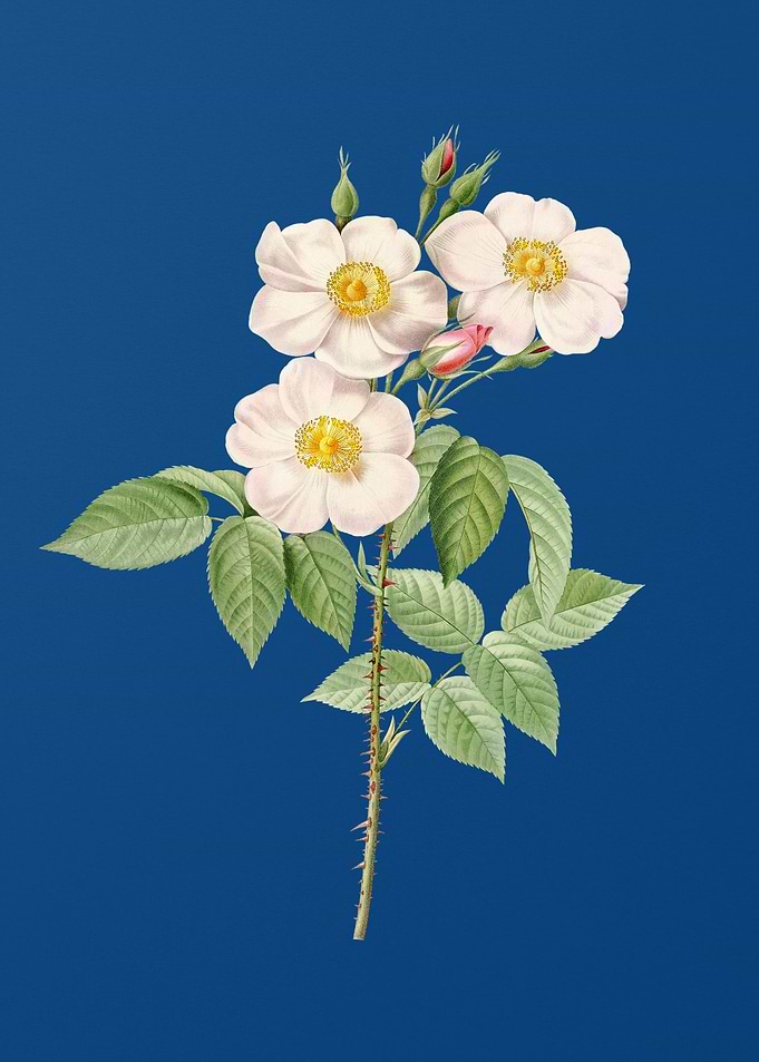 Rose of Castile on Blue