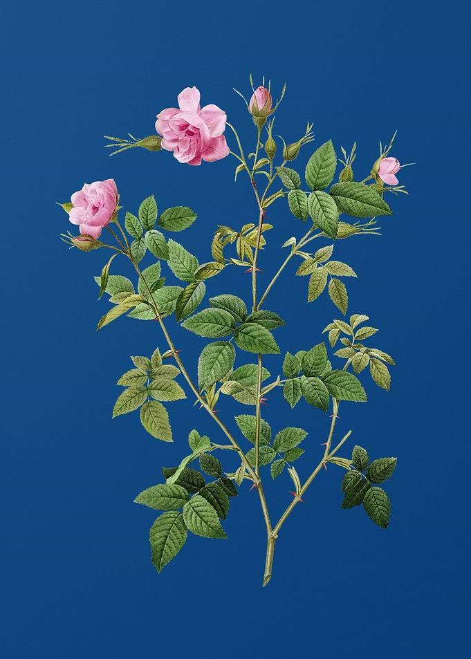 Pink Flowering Rosebush