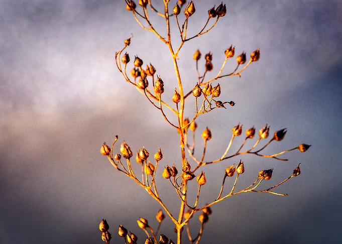 The Tree Of Life
