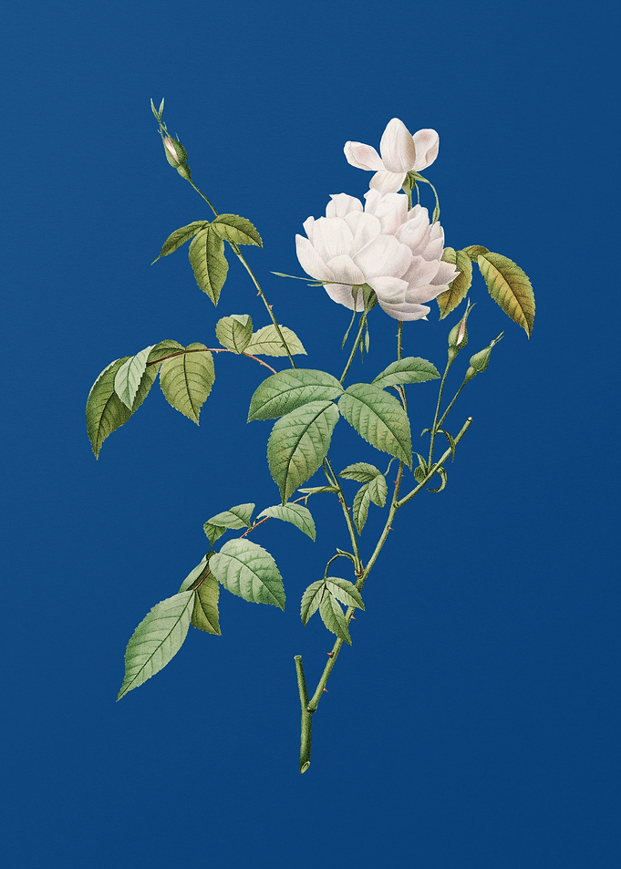 White Bengal Rose