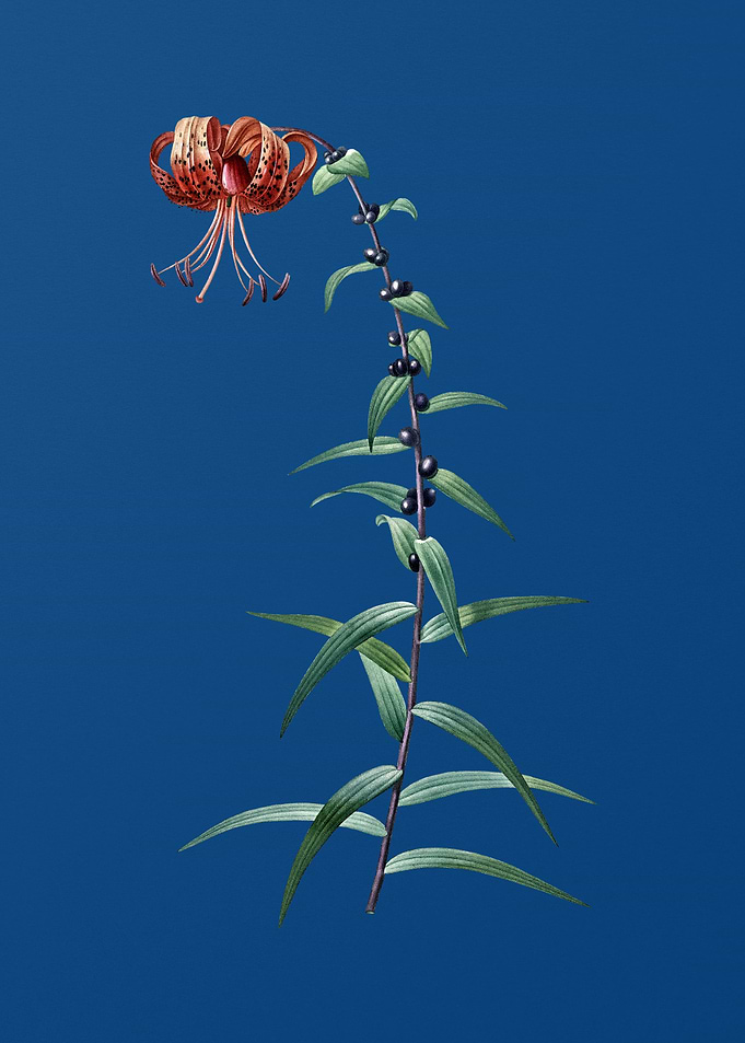 Tiger Lily