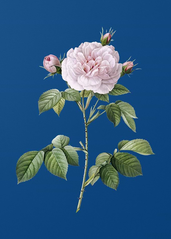 Vintage Rosa Alba