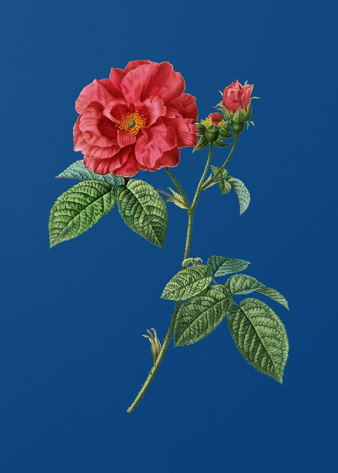 Apothecary Rose on Blue