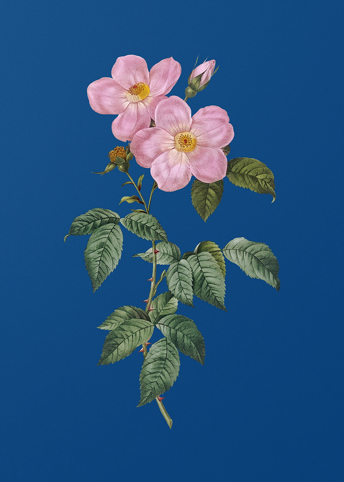 Tea Scented Roses Bloom