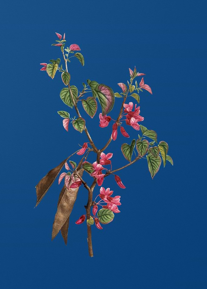 Blooming Judas Tree