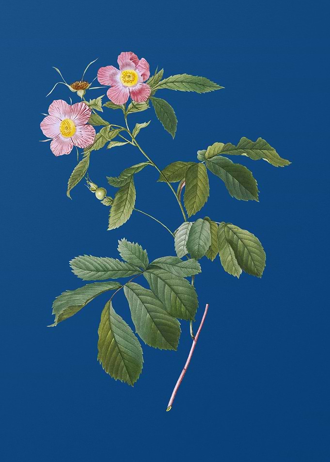 Pink Alpine Roses