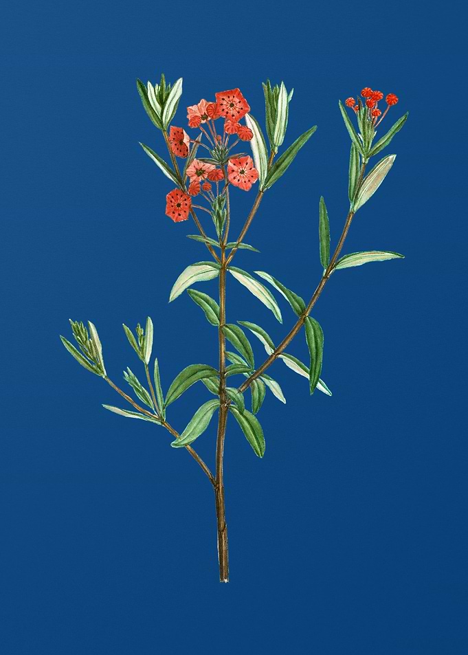 Bog Laurel Bloom