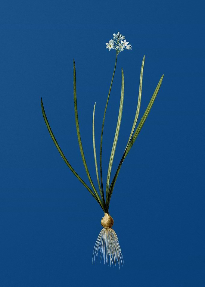 Spring Squill
