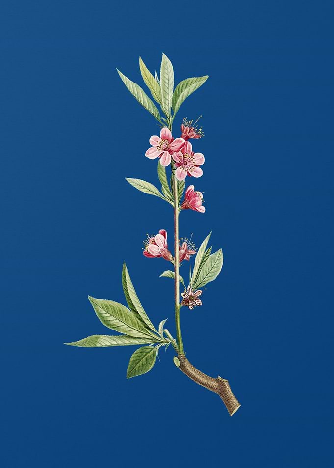 Pink Flower Branch
