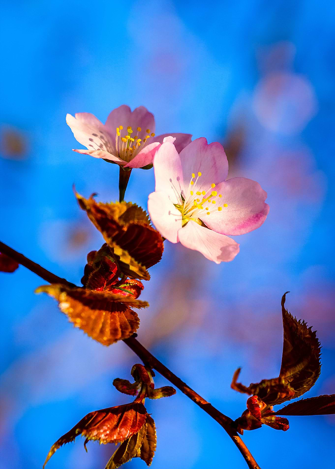 Two Sakura Flowers On Blue