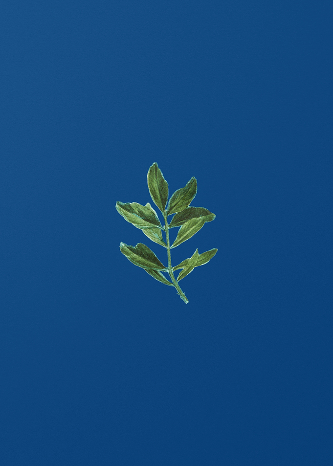 Buxus Colchica Twig