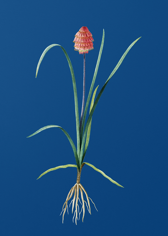 Veltheimia Abyssinica