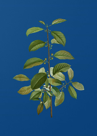Vintage Alder Buckthorn