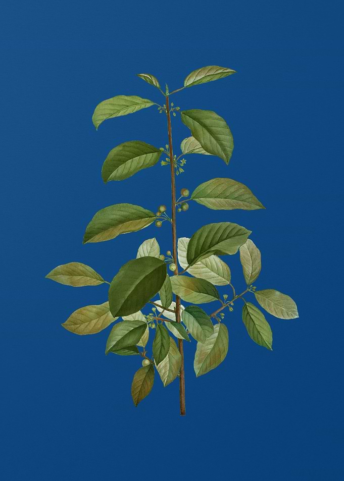 Vintage Alder Buckthorn