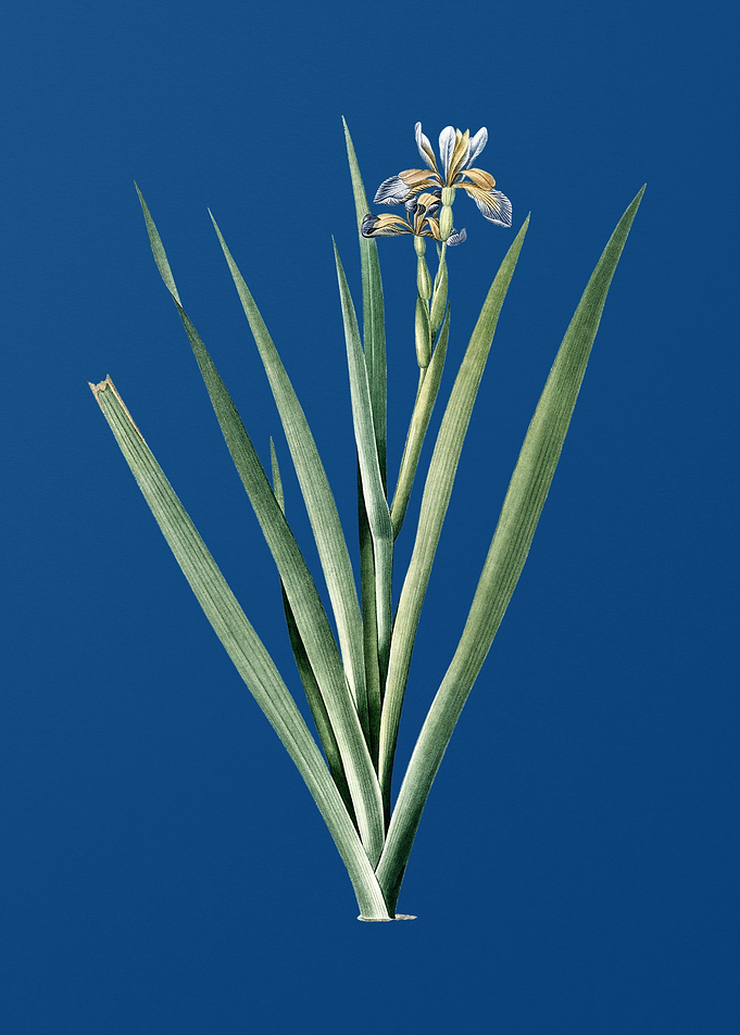 Stinking Iris