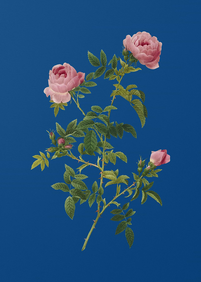 Rose of the Hedges on Blue