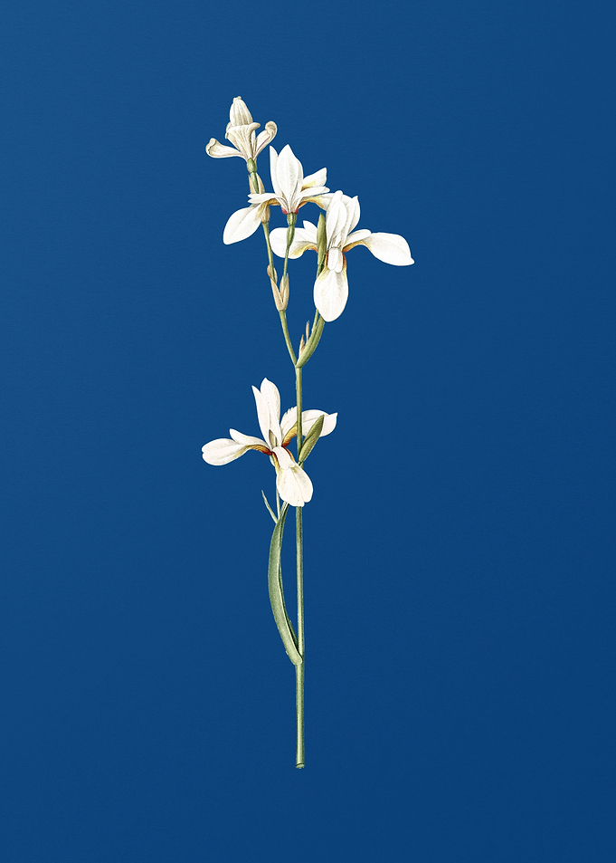 Siberian Iris on Blue