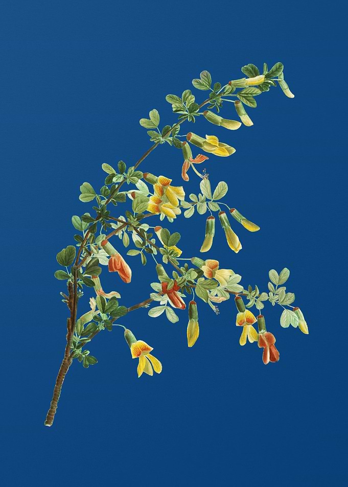 Caragana Sinica
