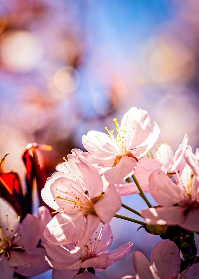 Sakura On A Sunny Day