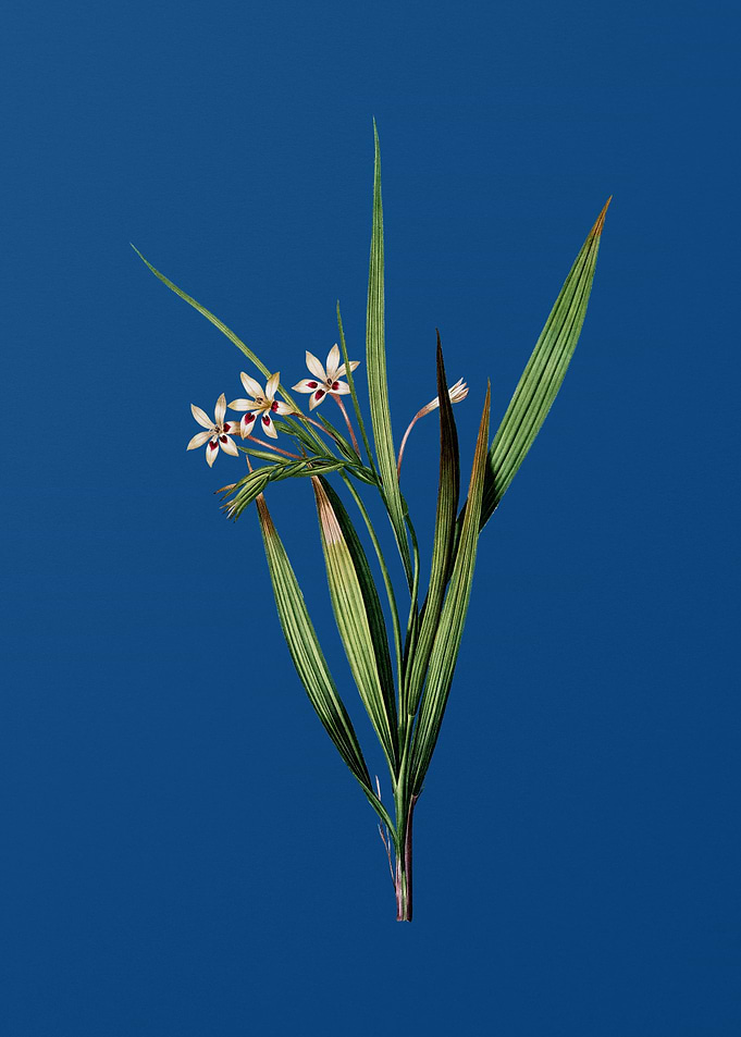 White BaboonRoot