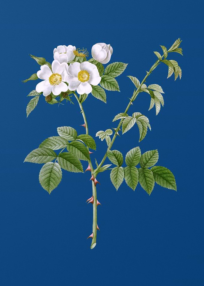 White Flowered Rose