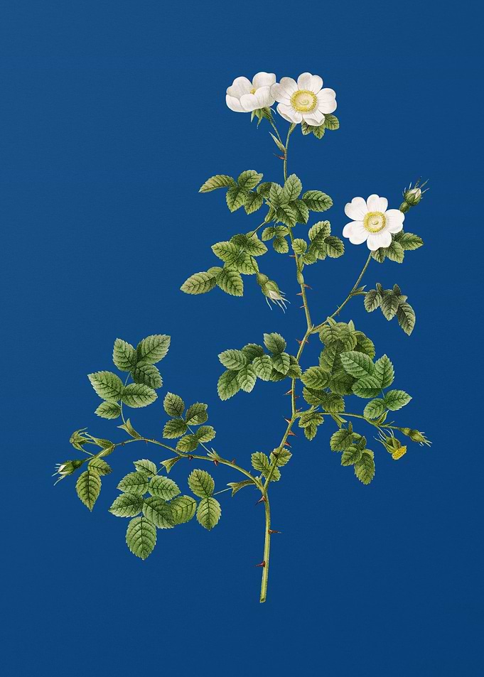 White Sweetbriar Rose