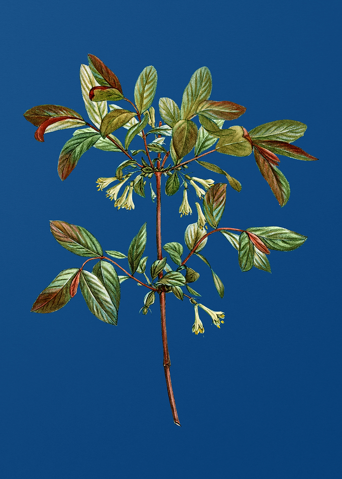 Blooming Honeyberry Flower