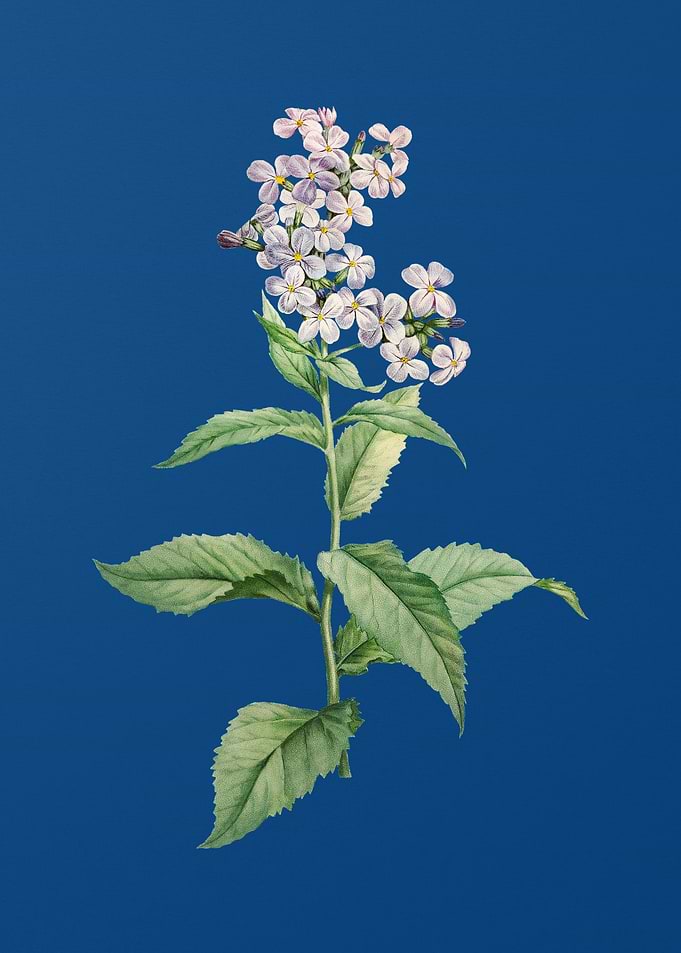 White Gillyflower Bloom