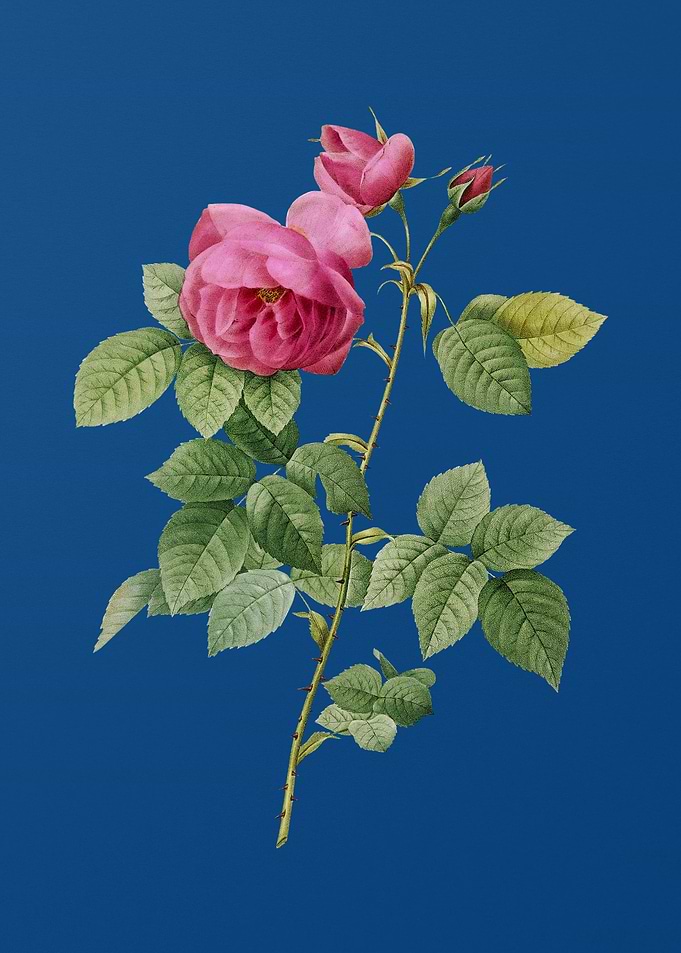 Pink Bourbon Roses