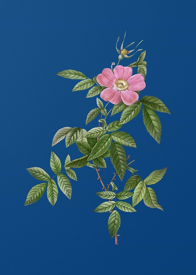 Pink Boursault Rose