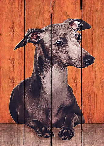 Greyhound