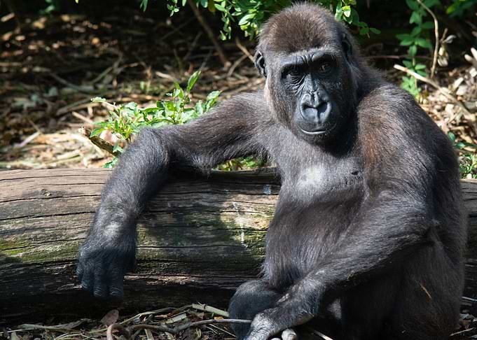 Chilling Gorilla