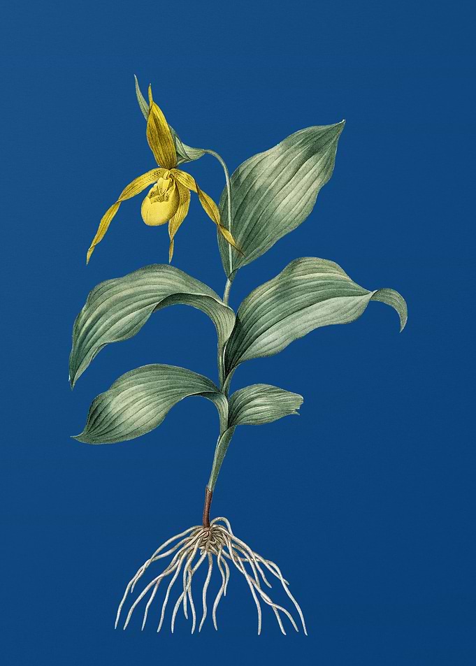 Ladys Slipper Orchid