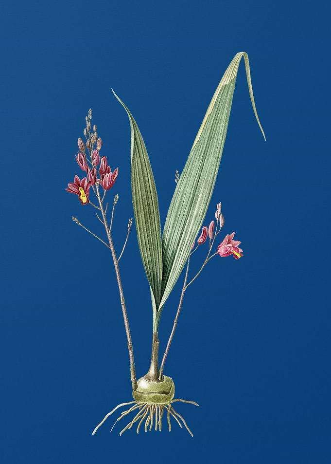 Pine Pink on Classic Blue