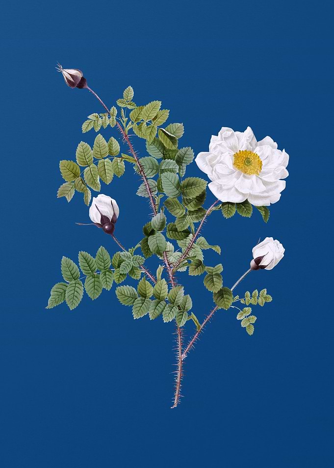 White Burnet Roses