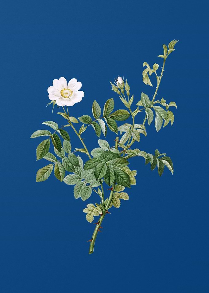 White Downy Rose