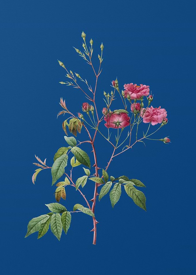 Pink Noisette Roses