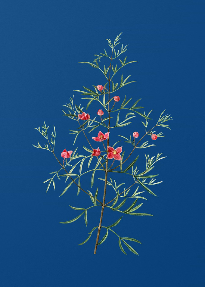 Boronia Pinnata