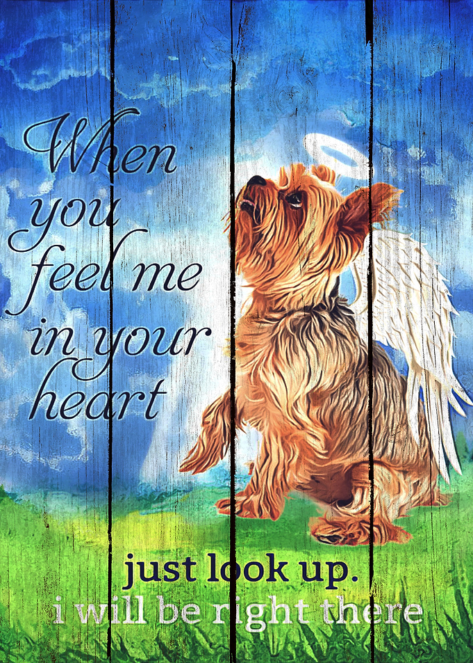 Yorkshire Terrier