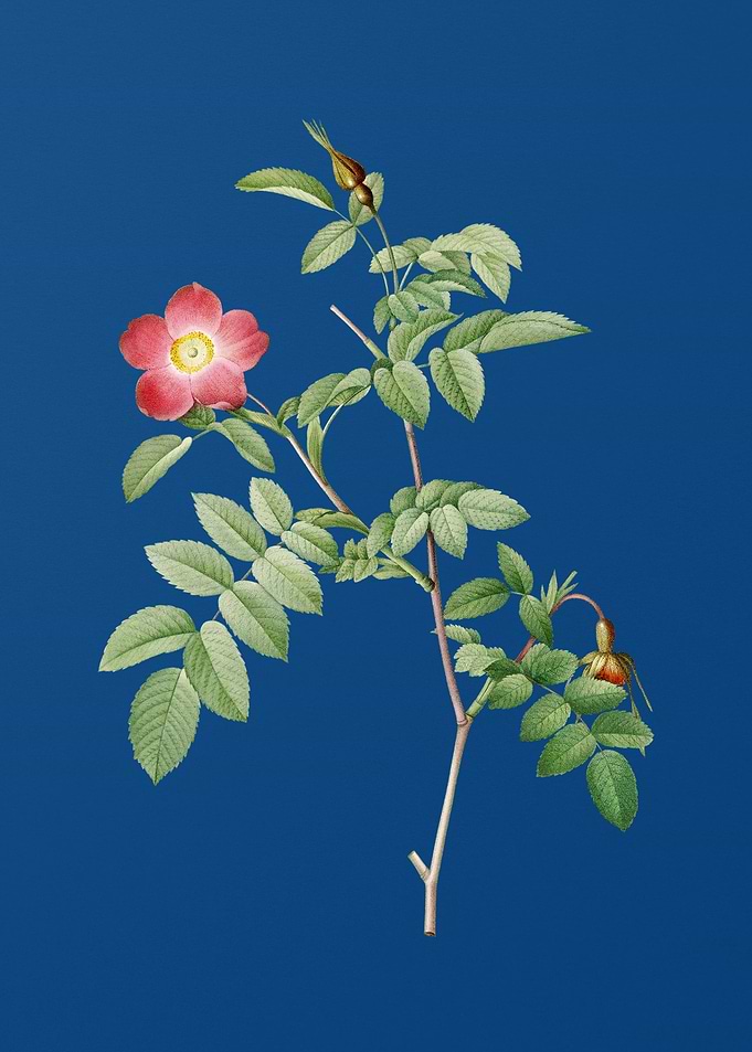 Pink Alpine Rose