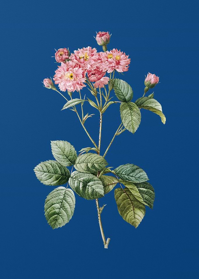 Vintage Pink Rosebush