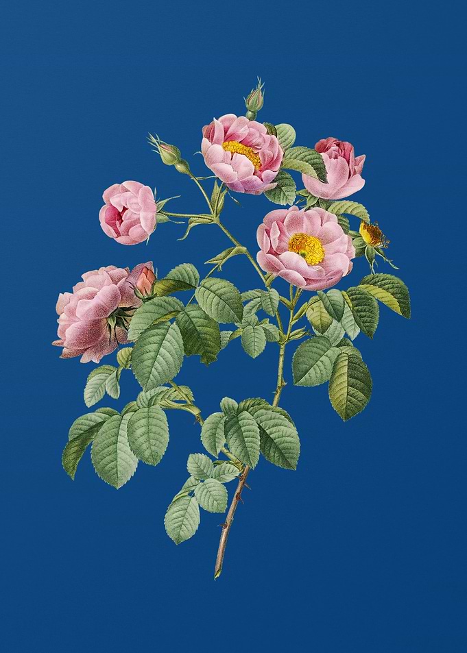 Tomentose Rose