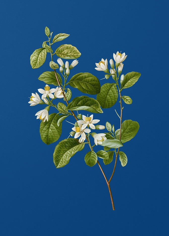 Blooming Snowdrop Bush